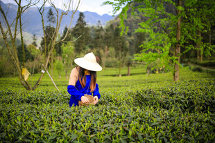 茶田中的采茶女