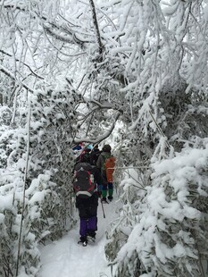雪地徒步者穿行于雪覆树林