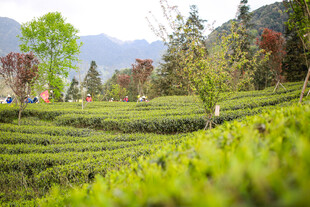 山间翠绿茶园美景