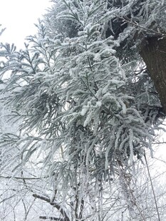 枝头覆雪的冬日景象