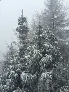 雪覆山林美景