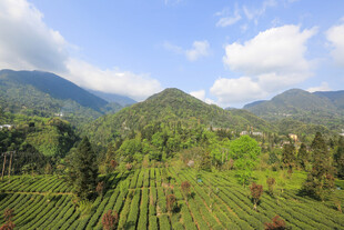 山间茶园美景