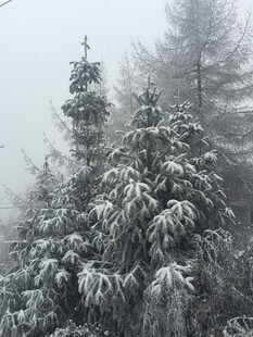 雪覆松林 雾中静谧景致