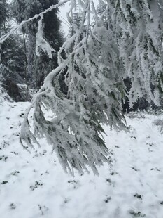 雪覆松枝的冬日景观