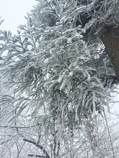 雪覆松枝的冬日美景
