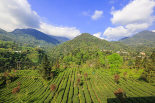 山间梯田美景