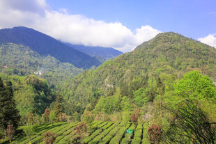 山间茶园美景