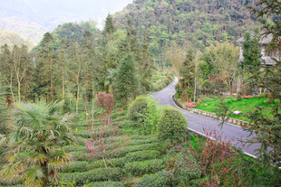 山间蜿蜒公路旁绿植繁茂