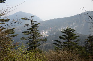 山林间的挺拔树木与远山