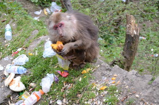 猴子在垃圾堆中觅食