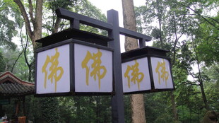 中式古典灯笼悬挂于林间