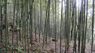 茂密竹林中的静谧景象