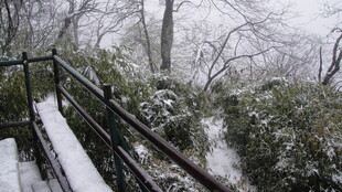 雪覆山林中的观景步道