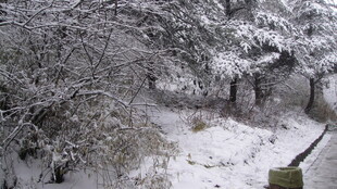 雪覆树林景象