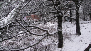 冬日雪景中的树木