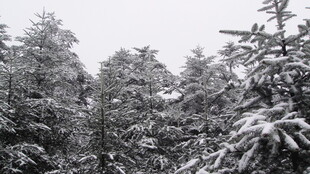 雪覆山林美景