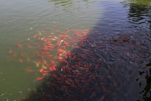 池塘中群聚的红色锦鲤