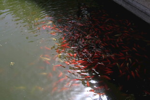 池塘中游动的成群红金鱼