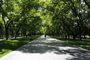 林荫小道 漫步于绿意之间