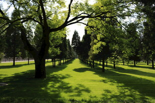 阳光照耀下的绿意林荫道