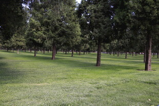 绿意盎然的林间草地