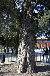 古老大树屹立于户外