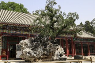 中式庭院中的奇石与古建筑