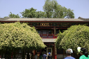 中式古建前繁茂绿植景观