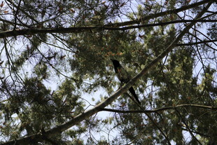 枝头小鸟栖于茂密枝叶间