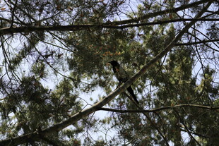 树枝间的天空景象