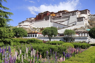 布达拉宫前的绚烂花卉景观