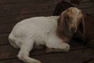 躺卧在木台上的可爱山羊