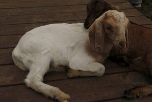 两只小羊惬意躺木板上