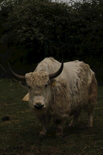 草原上的威武长角牛