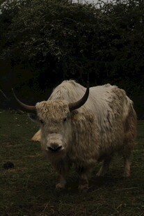 草原上的长毛牦牛