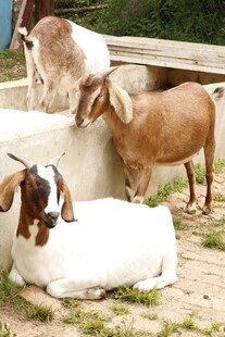 户外休憩的几只山羊