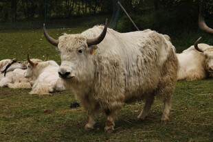 草原上站立的白色牦牛