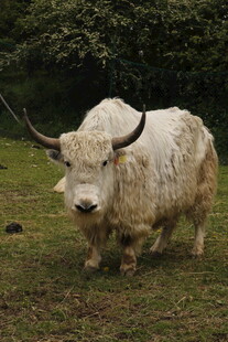 草原上的长毛牦牛
