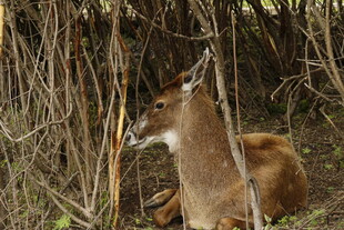 林中休憩的小鹿