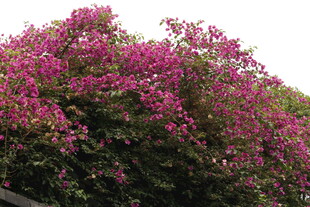 盛开的艳丽三角梅景观