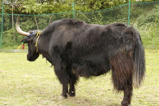 草原上的黑色牦牛