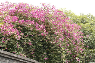 繁花攀墙绽放的美丽景致