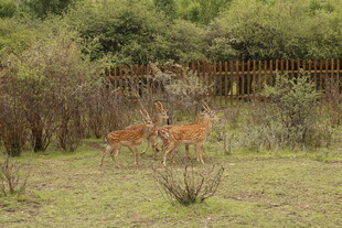 草原上的两只小鹿