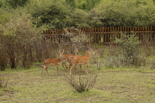 草地上的两只小鹿