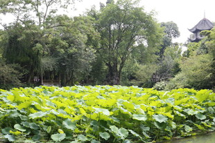 夏日荷塘绿意盎然