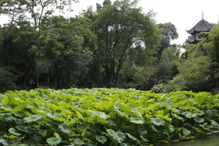 荷塘古景 绿意盎然