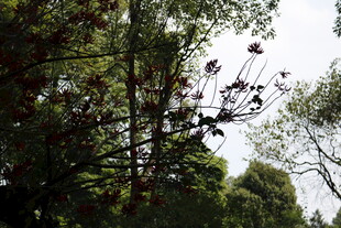 繁茂树林中的绿植景观
