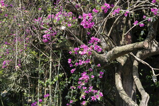 繁花满枝的老树