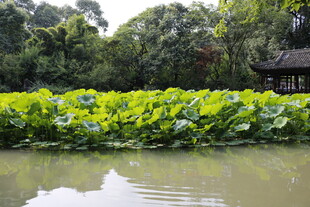 荷塘水乡景色