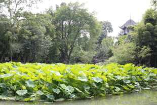 荷塘绿意浓 远处有亭阁